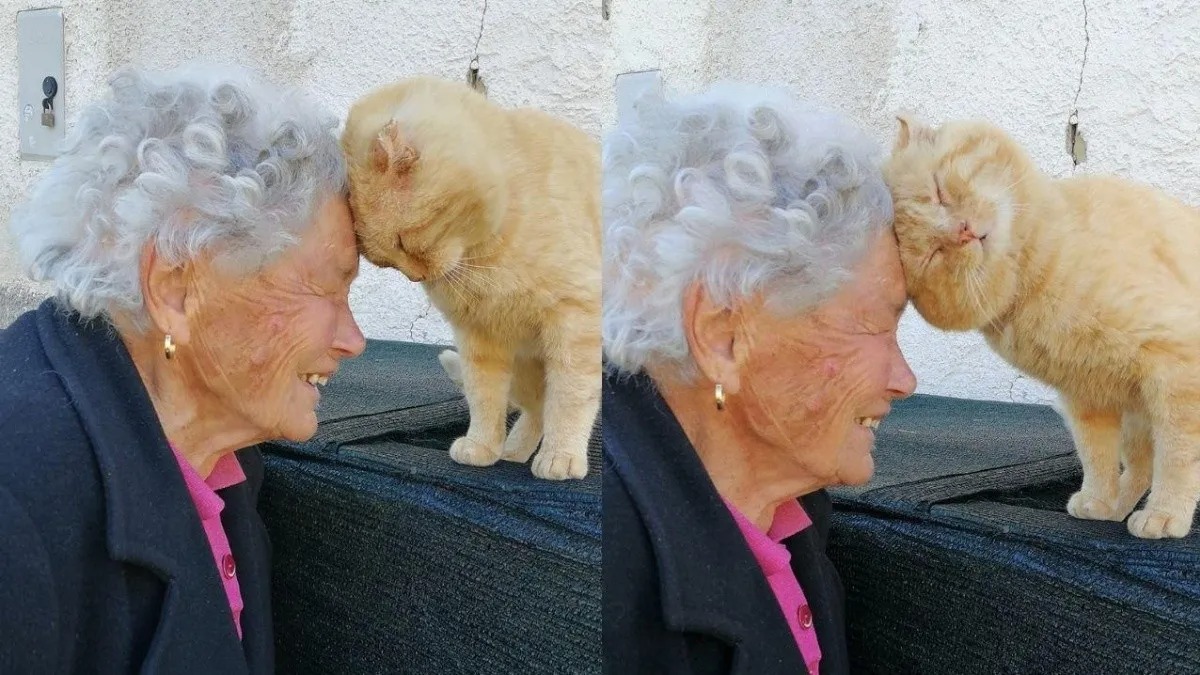 Une femme âgée retrouve son chat quatre ans plus tard, des retrouvailles émouvantes