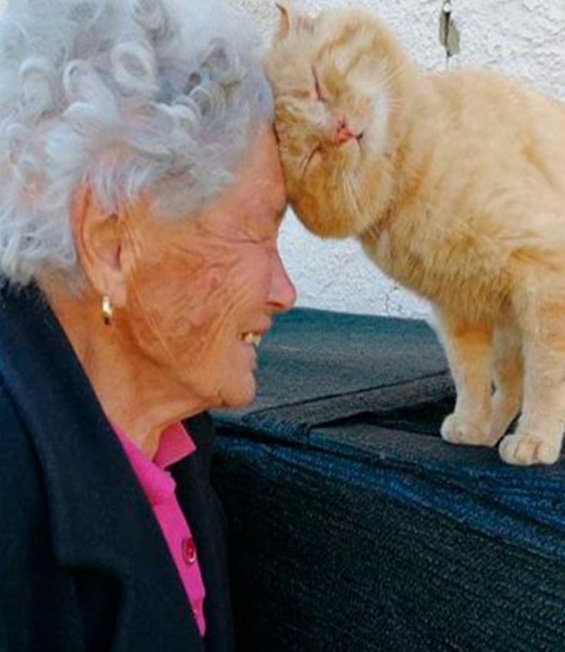 Une femme âgée retrouve son chat quatre ans plus tard, des retrouvailles émouvantes