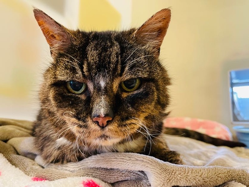 Une femme retrouve son chat disparu après 20 ans, mais doit faire face à de tristes adieux