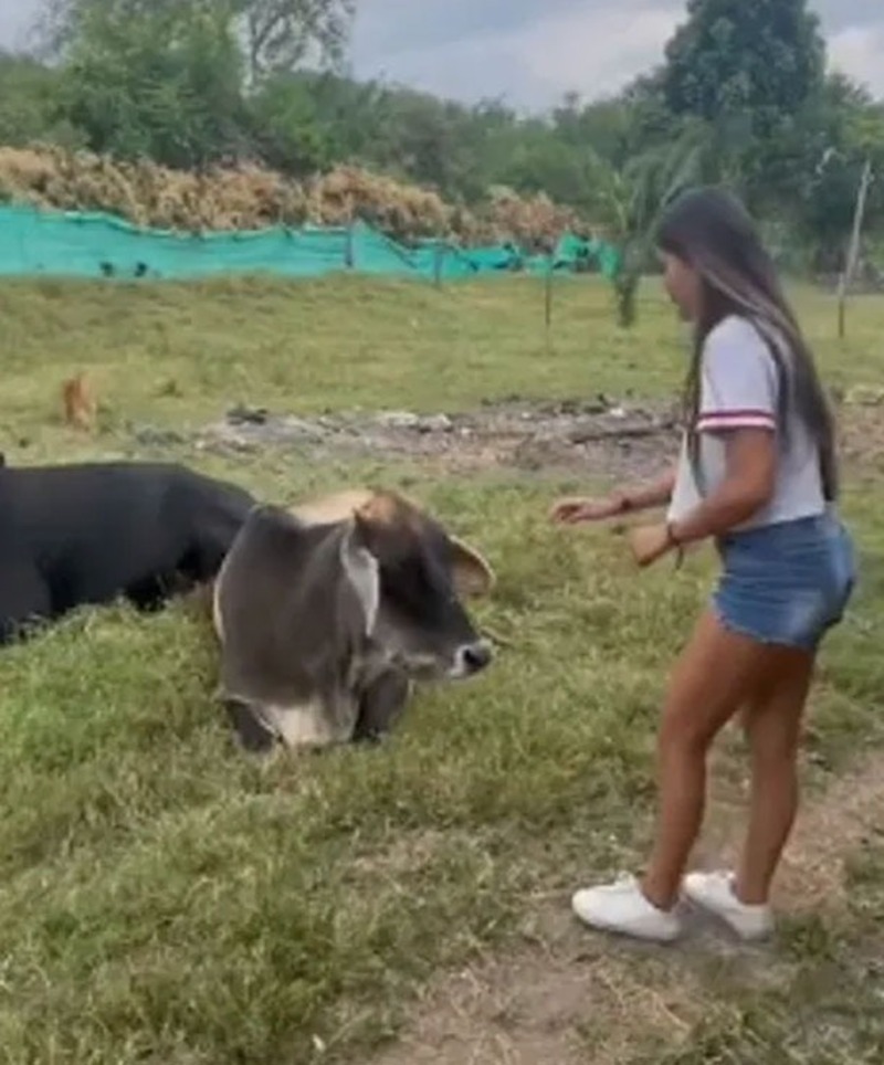 Une vache poursuit une jeune fille, elle voulait juste le rendre affectueux et prendre une photo