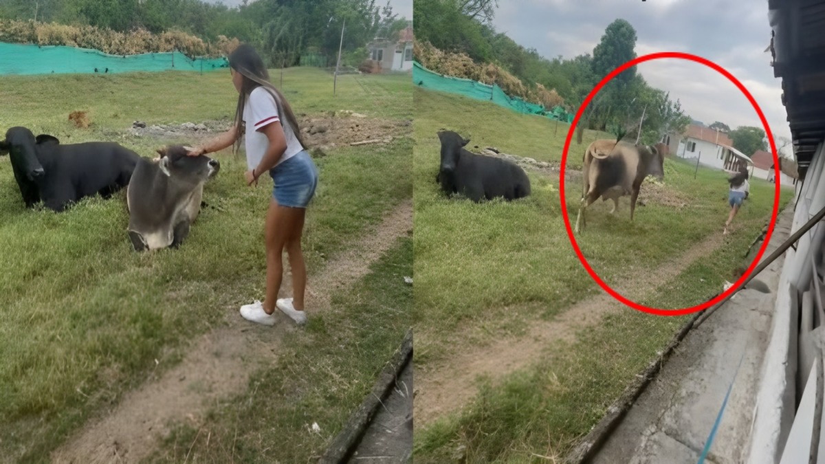 Une vache poursuit une fille, elle voulait juste la rendre affectueuse et prendre une photo
