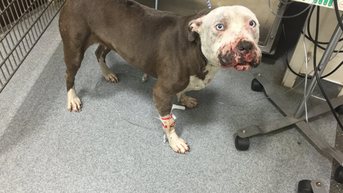 Utilisée comme cible vivante pour les chiens de combat, une femelle Pitbull commence une nouvelle vie