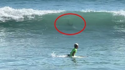 Vidéo, deux requins sèment la panique dans un championnat de surf