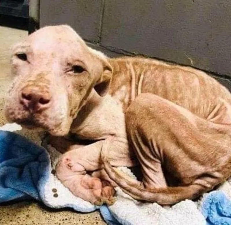 Voici la belle transformation de ce chiot qui a failli mourir abandonné et malade !