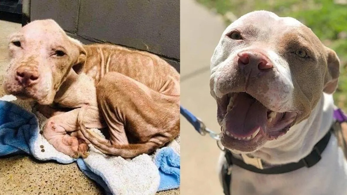 Voici la belle transformation de ce chiot qui a failli mourir abandonné et malade !