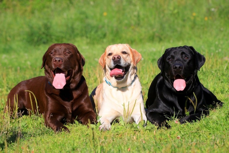 Voici les races de chiens et de chats préférées des Français