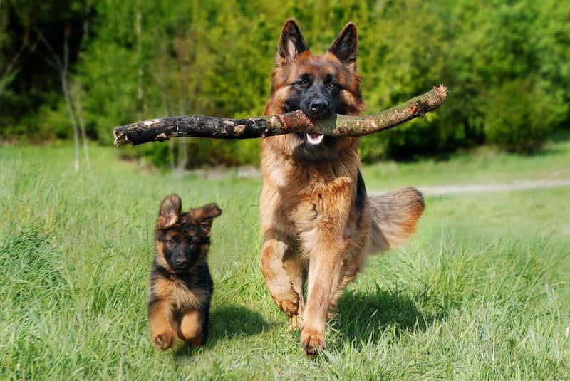 Voici les races de chiens et de chats préférées des Français