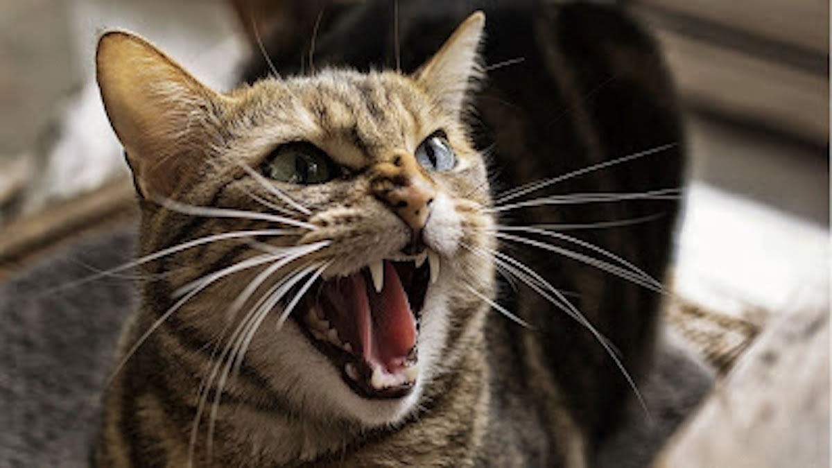 10 signes révélateurs que votre chat est secrètement en colère contre vous