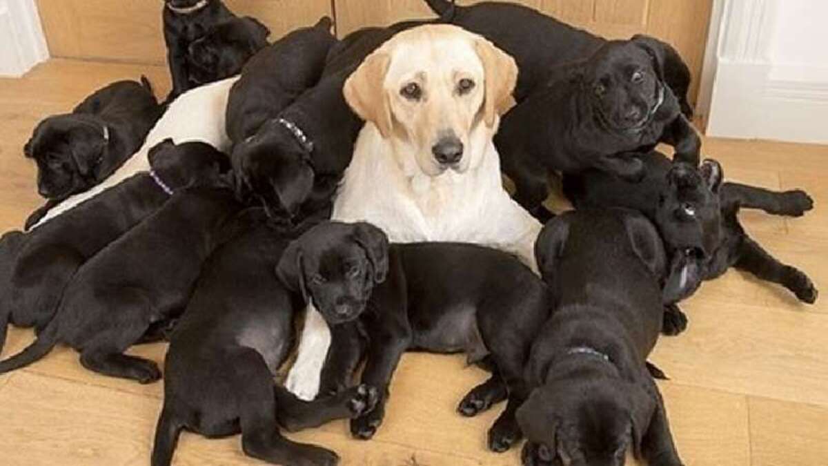 13 chiots noirs sont nés d'une chienne Golden labrador, Il s'avère que c'est la faute du père !