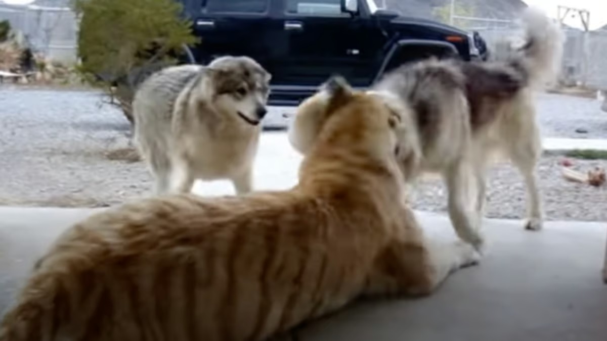 2 chiens Husky et un tigre jouent ensemble, la vidéo fait le tour du monde