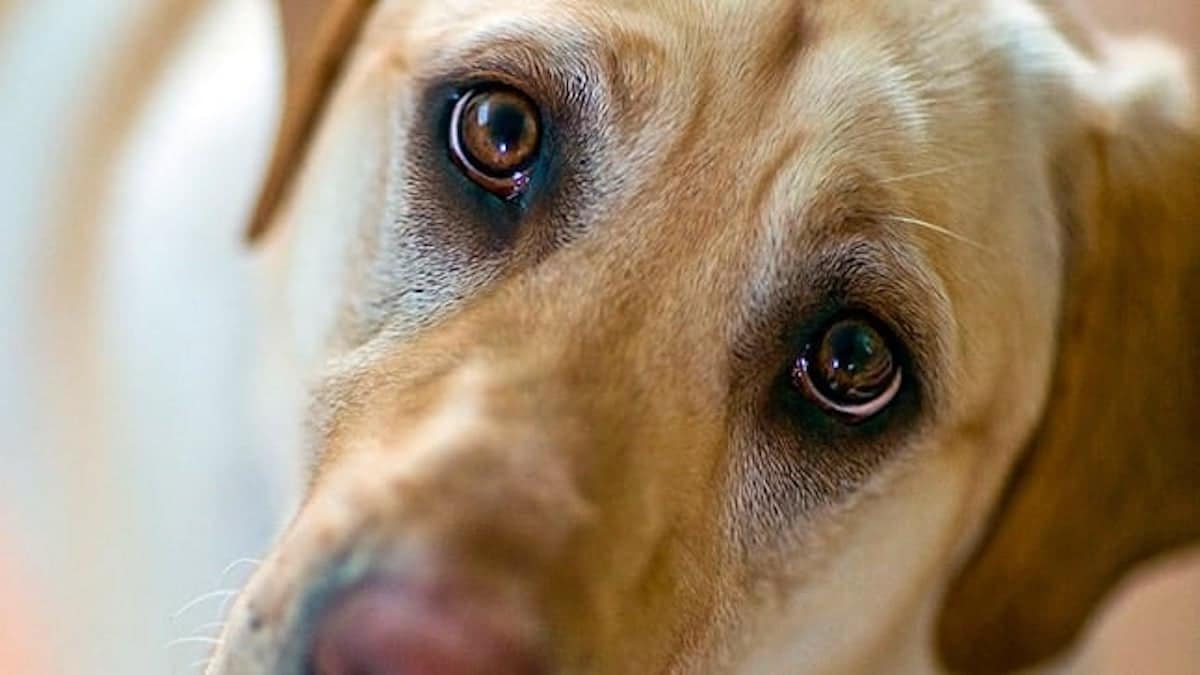5 choses que votre chien veut vous dire quand il vous regarde