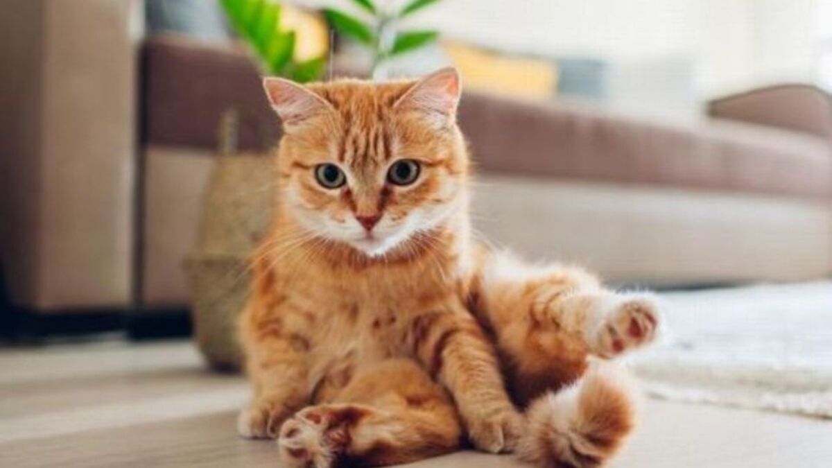 5 faits curieux sur les chats orange pour comprendre ce qui les rend si spéciaux