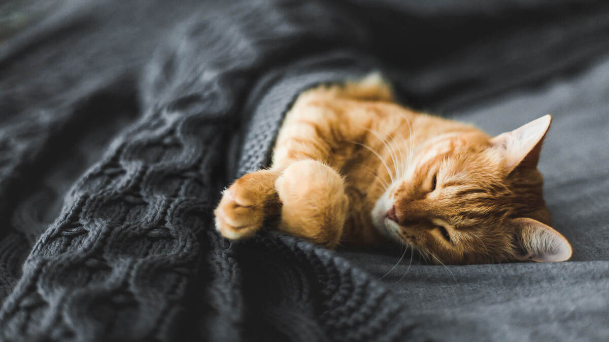 6 faits intéressants sur les habitudes de sommeil de votre chat
