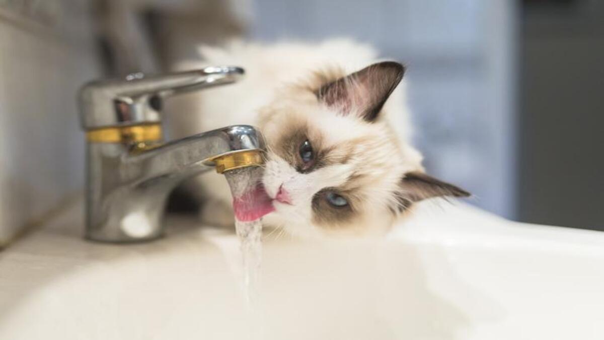 6 raisons pour lesquelles les chats boivent l'eau des robinets et des douches