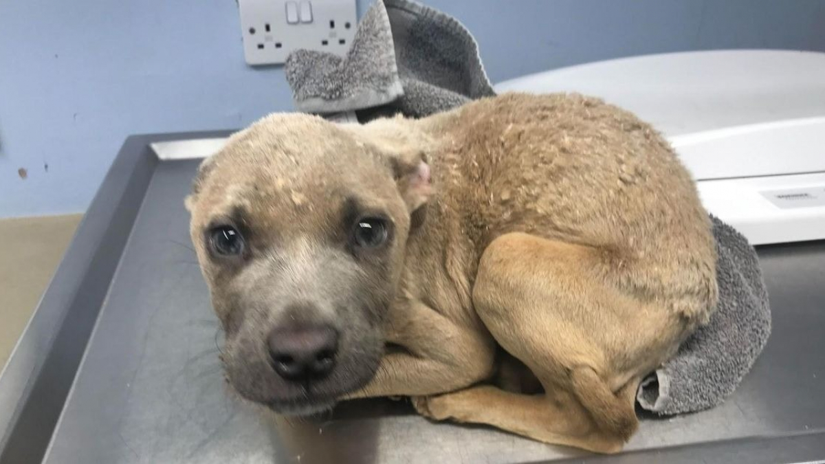 Abandonné, ce chiot au corps émacié et aux pattes déformées fait la plus belle rencontre de sa vie