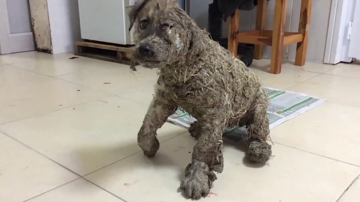 Abandonné, le corps couvert de glu, ce chiot maltraité retrouve un foyer aimant !