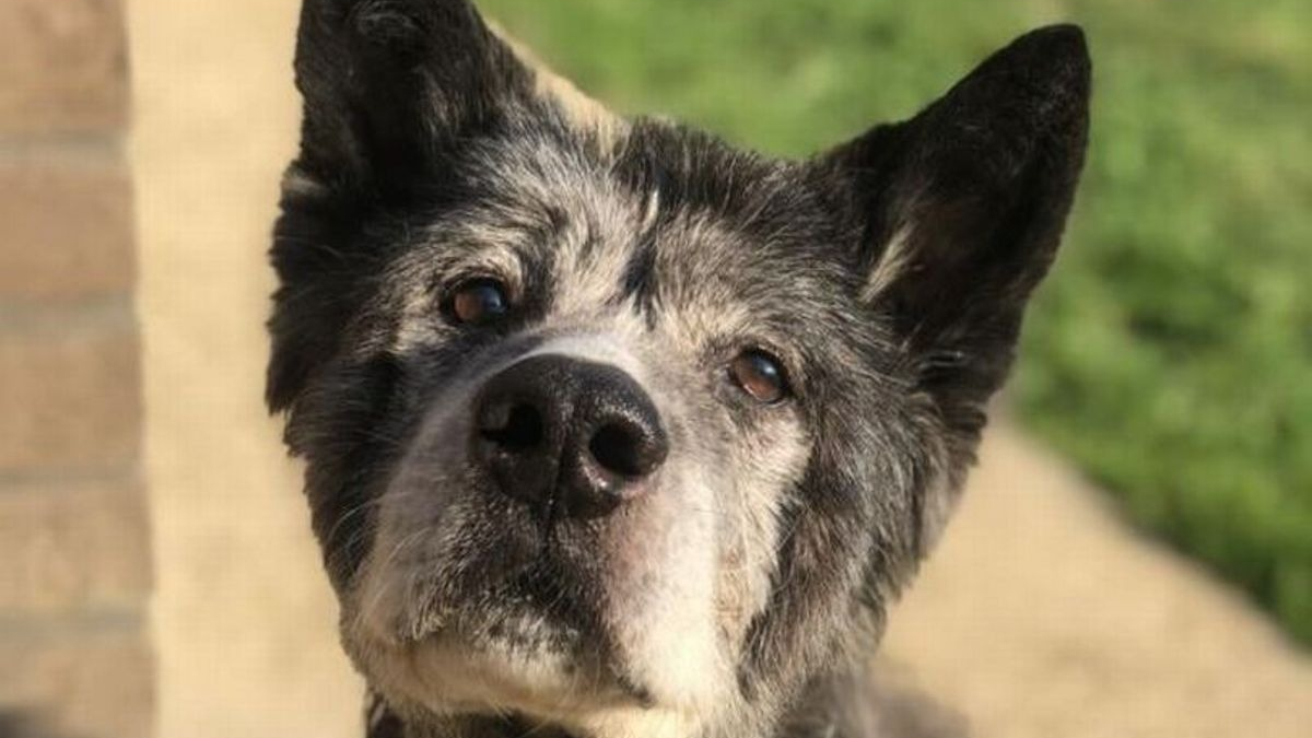 Abandonné par son ancien propriétaire, ce chien senior retrouve l'amour à 17 ans