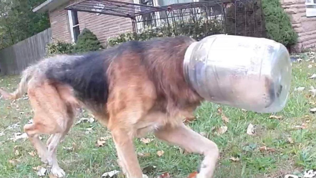 Affamé, ce chien errant a coincé sa tête dans un pot de nourriture et ne peut s’en libérer
