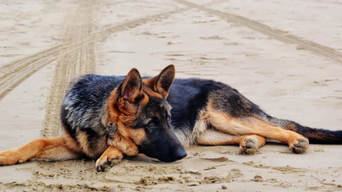 Au décès de son maître, cette chienne garde un précieux trésor qui bouleverse la Toile