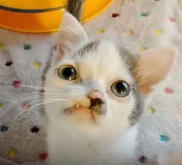 Ce chaton est né avec une malformation faciale, pourtant il est un animal heureux