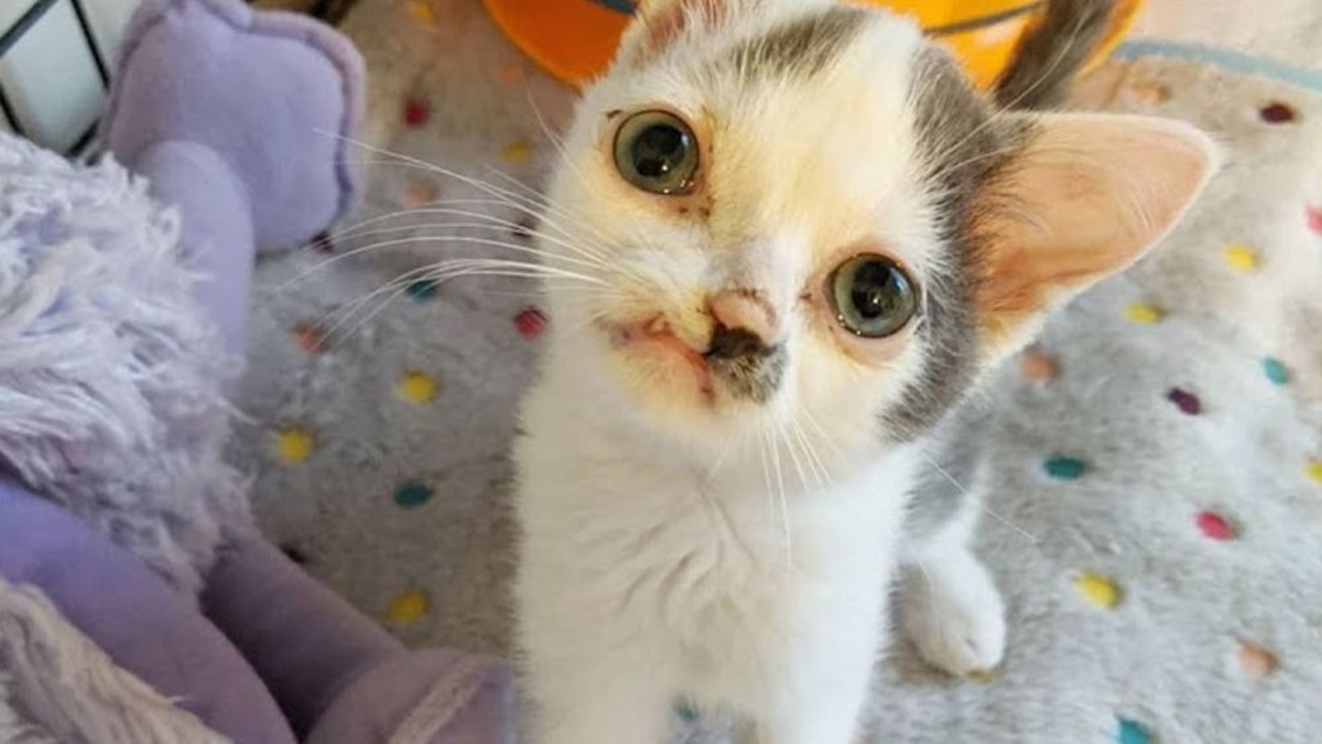 Ce chaton est né avec une malformation faciale, pourtant il est un animal heureux