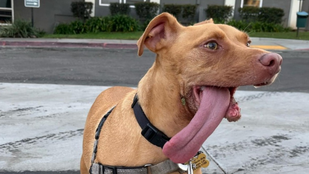 Ce chien aurait pu mourir sans l'intervention des bénévoles, écoutez son histoire !