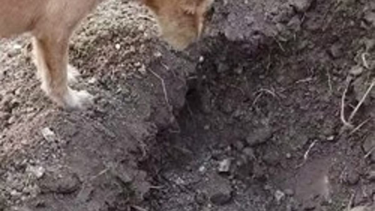Ce chien en deuil reste sur la tombe de son frère, ce qu’il fait bouleverse tout le monde