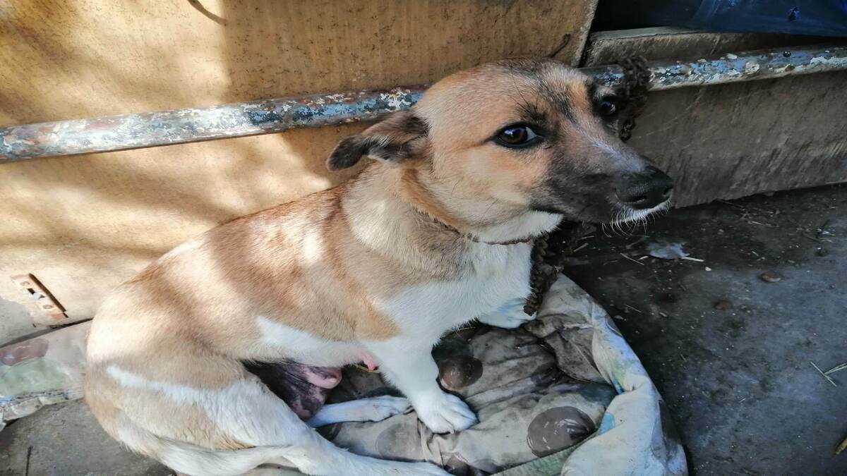 Ce chien est le plus gentil du refuge, et pourtant il attend dans un box depuis 5 ans