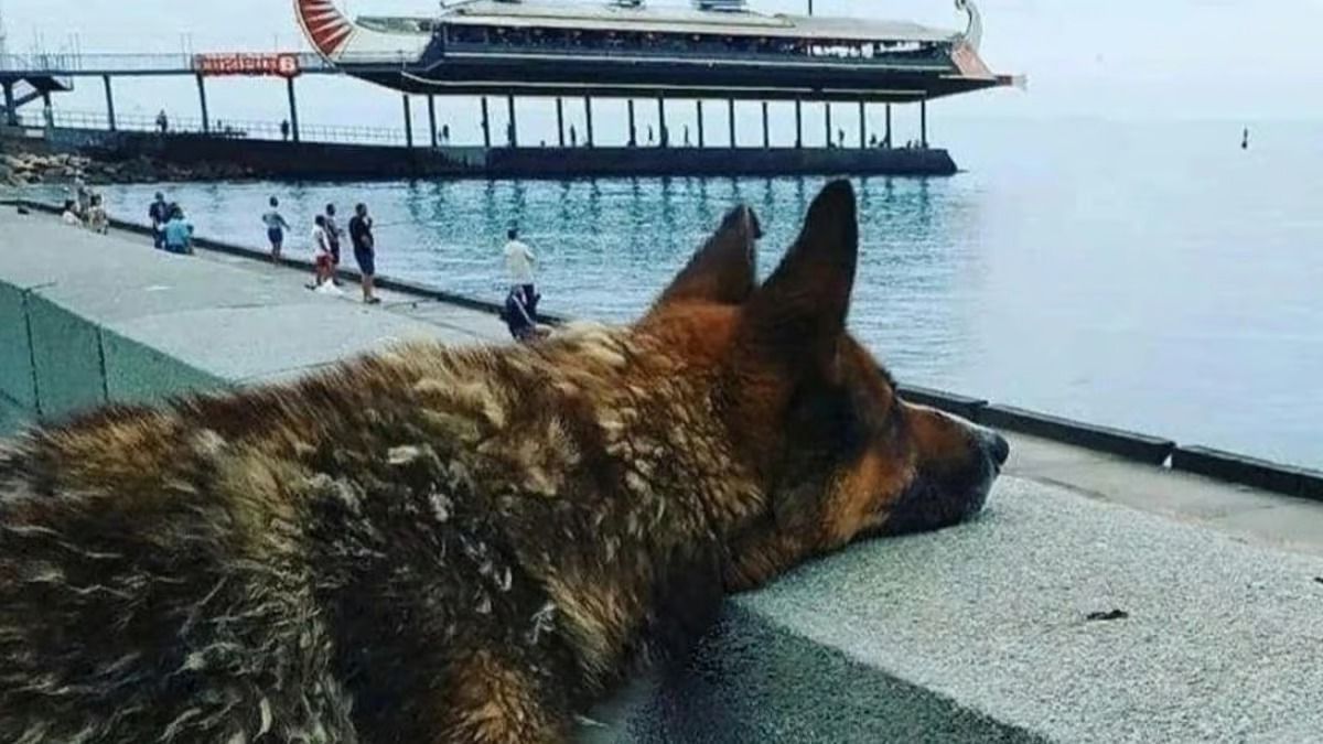 Ce chien fixe la mer durant 12 ans et attend son maître, ils sont désormais ensemble