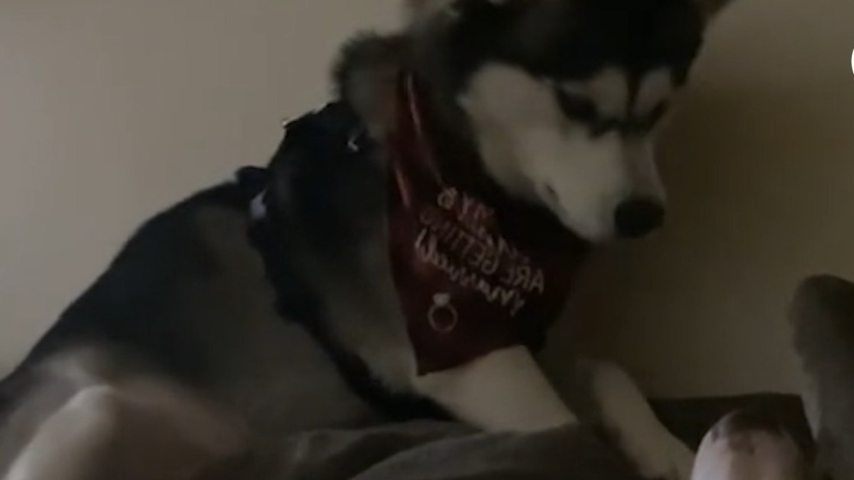 Ce chien Husky veut jouer avec un chien sourd, sa façon de le réveiller est inimaginable