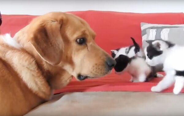Ce chien mène les sauveteurs à une boîte contenant des chatons et devient leur père