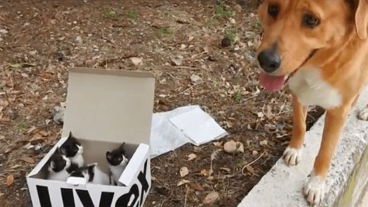 Ce chien mène les sauveteurs à une boîte contenant des chatons et devient leur père