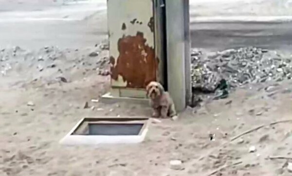 Ce chien demande de l'aide pour sauver son frère tombé dans un trou