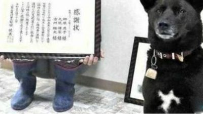 Ce chien reçoit les honneurs des pompiers après son acte héroïque dans un club d’équitation