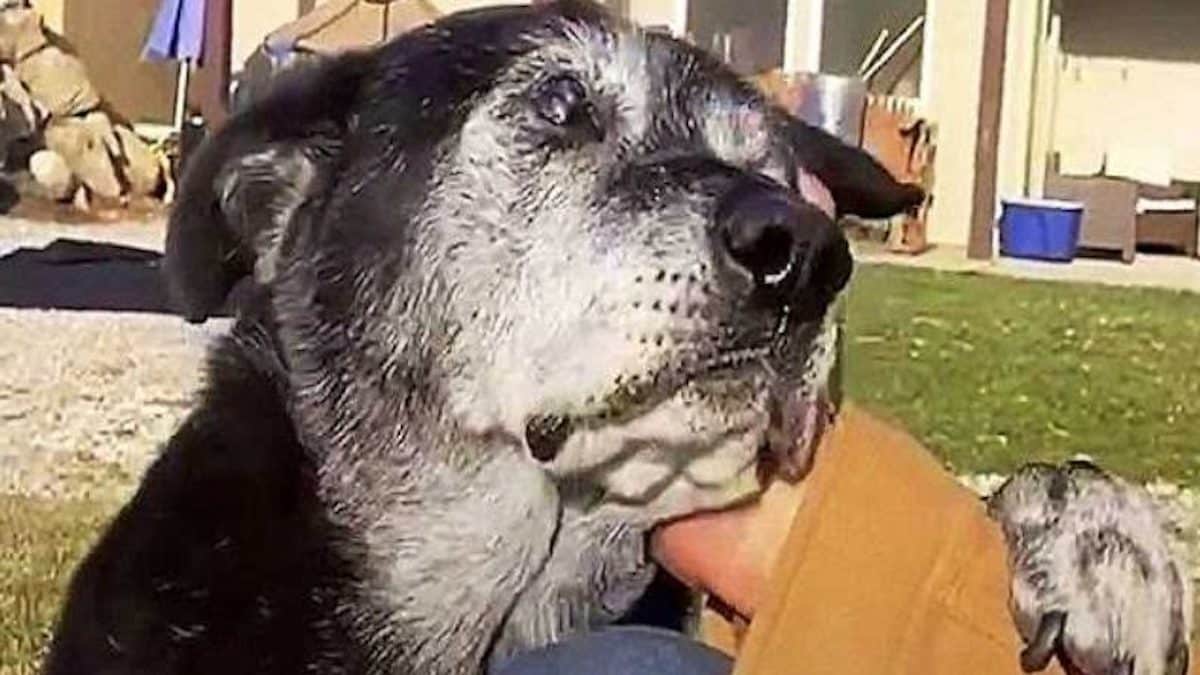 Ce chien sourd aveugle et malade fait une rencontre qui va faire basculer sa vie