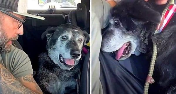 Ce chien sourd aveugle et malade fait une rencontre qui va faire basculer sa vie
