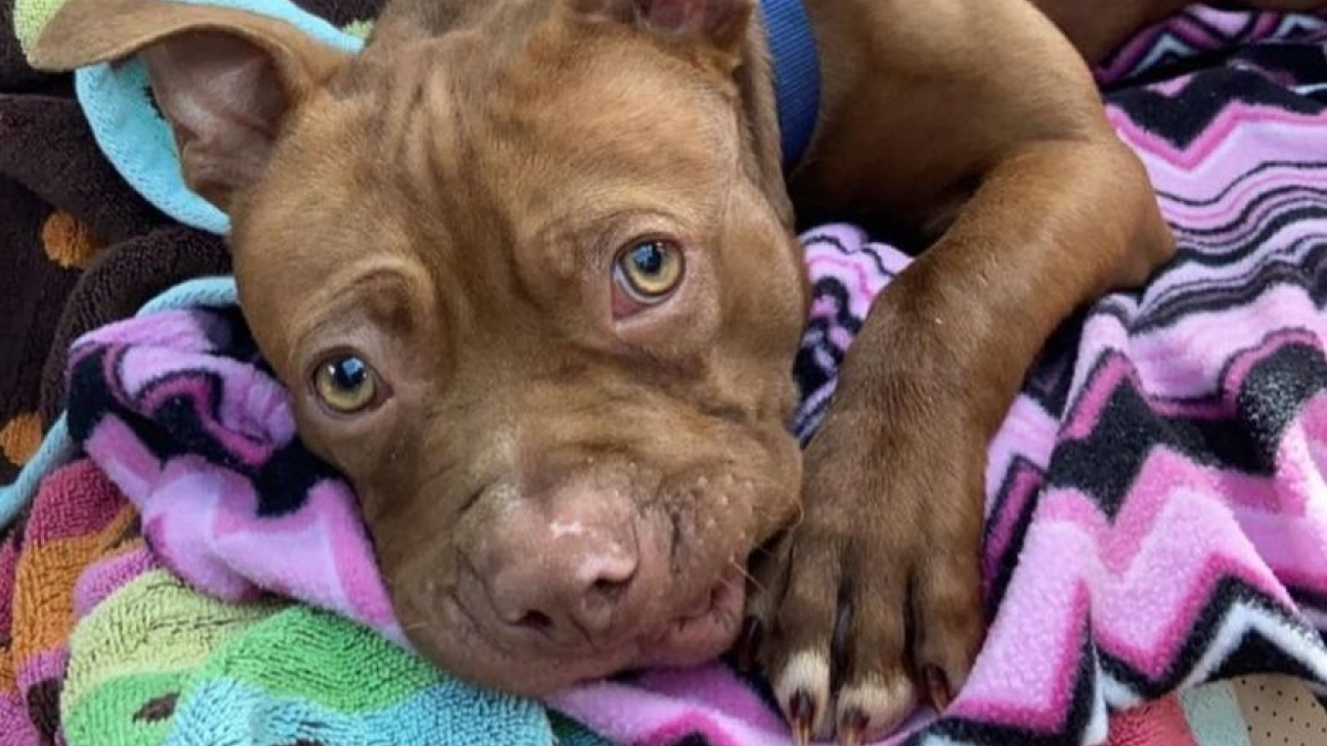 Ce chiot a été retrouvé sans dents, après avoir été utilisé comme appât pour des combats de chiens