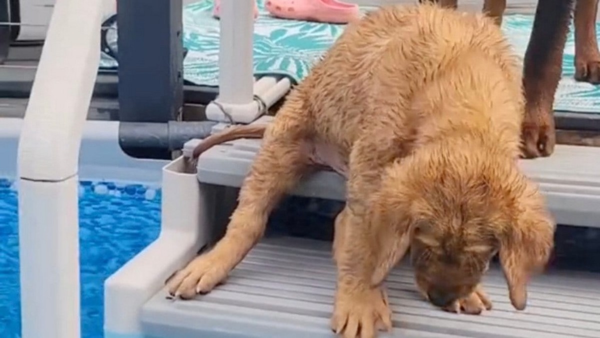 Ce chiot a peur de sauter dans l’eau, son frère a une réaction qui va en surprendre plus d’un