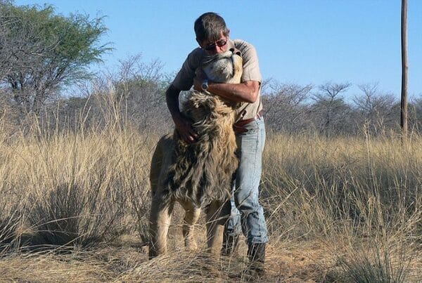 Ce lion et son gardien qui l’a sauvé sont inséparables, une amitié incroyable de 11 ans