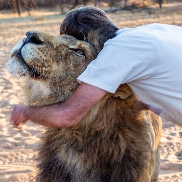 Ce lion et son gardien qui l’a sauvé sont inséparables, une amitié incroyable de 11 ans