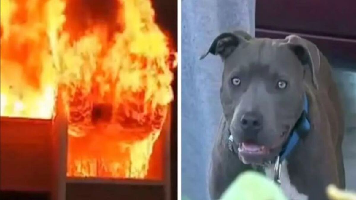 Ce pitbull sort le bébé de 7 mois de la maison en feu par sa couche, un véritable héros