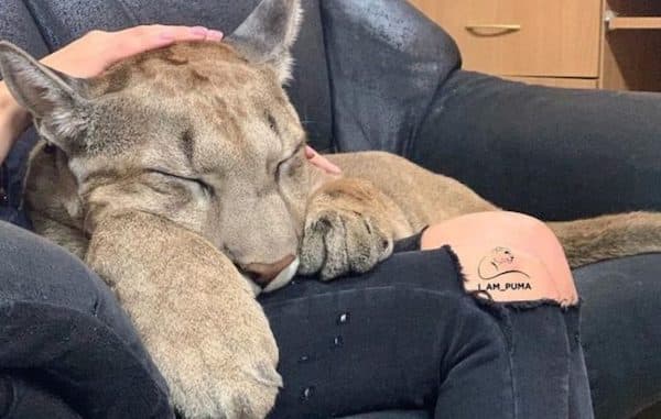 Ce puma vit dans une famille tel un chat domestique gâté, incroyable !