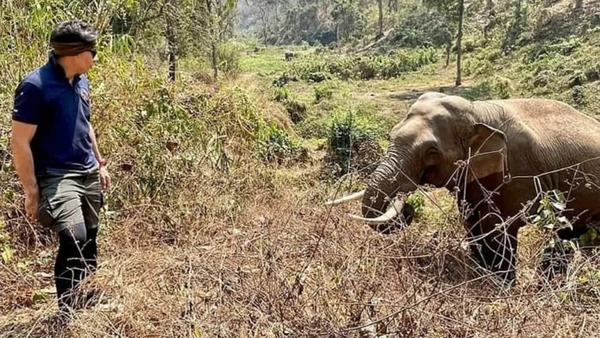 Ce qu'a fait un éléphant lorsqu'il a retrouvé le vétérinaire qui lui avait sauvé la vie 12 ans plus tôt
