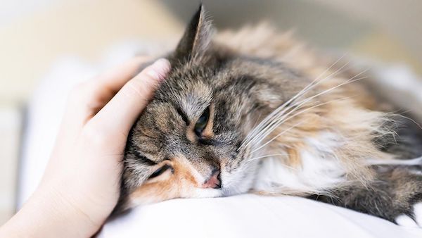 Ce vétérinaire explique ce que les chats ressentent juste avant de mourir