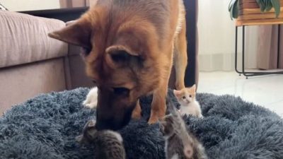 Ces chatons viennent de naître un énorme chien s’approche, les internautes sidérés