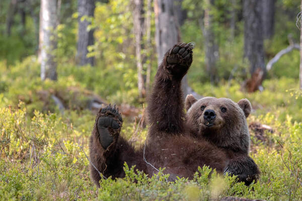 Ces images amusantes révèlent le côté ludique d'un ours !