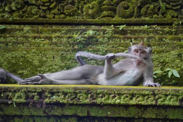 Ces images amusantes révèlent le côté ludique des singes !