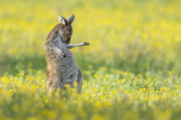 Ces images amusantes révèlent le côté ludique d'un kangourou !