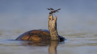 Ces images amusantes révèlent le côté ludique des animaux !