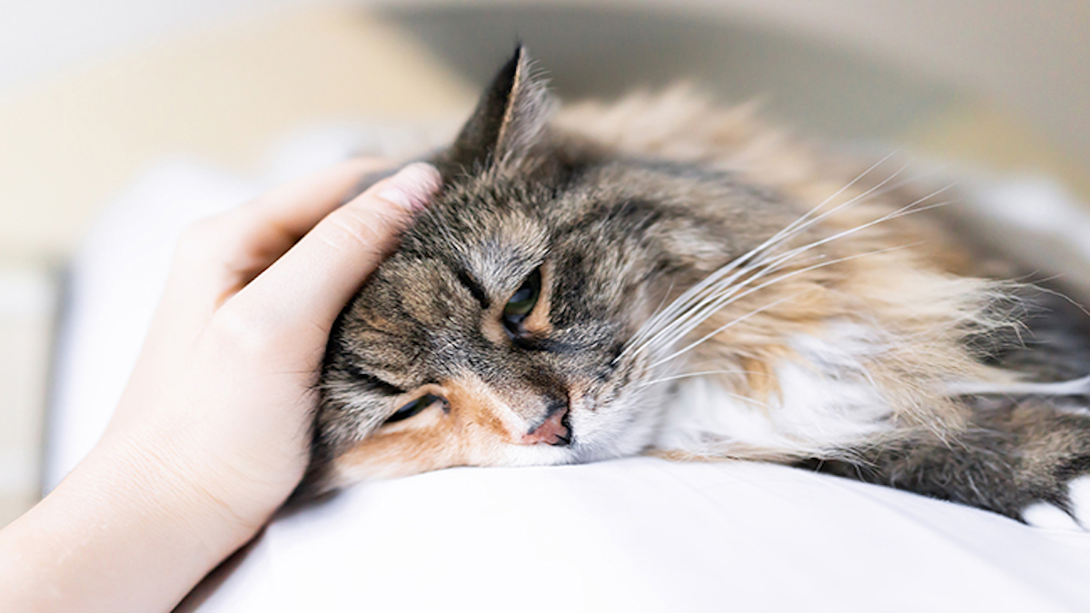 C'est ainsi qu'un chat montre qu'il a mal